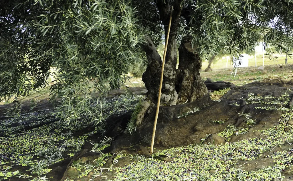 Tradición agrícola y compromiso con la tierra - Aceite de oliva Virgen Extra de Alicante El Comtat